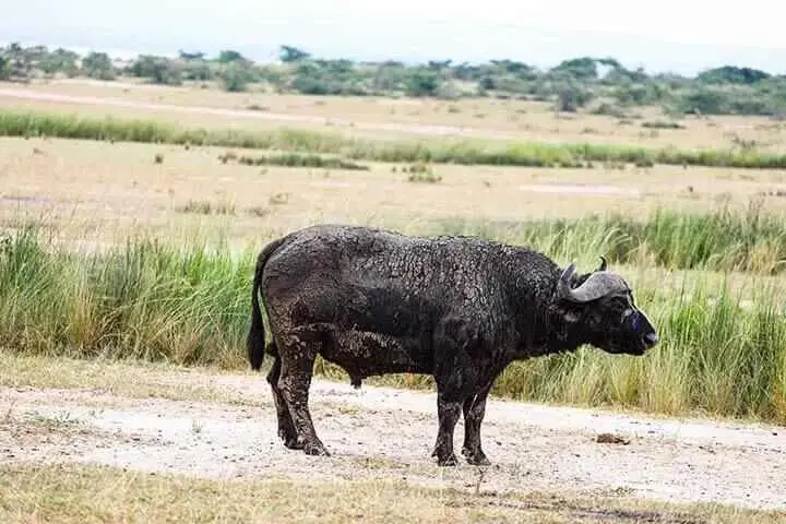 bufalo at a game drive